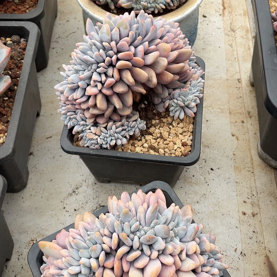 粉兔缀化精控14厘米可挑