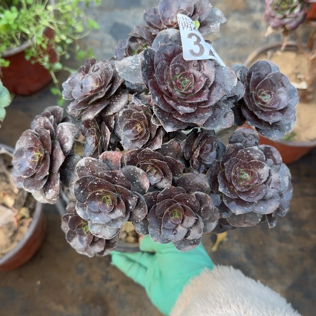 炫彩圆叶321满20包邮断枝不包