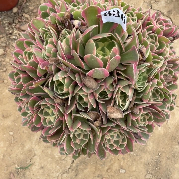 红***0无花朵636多肉植物妖月