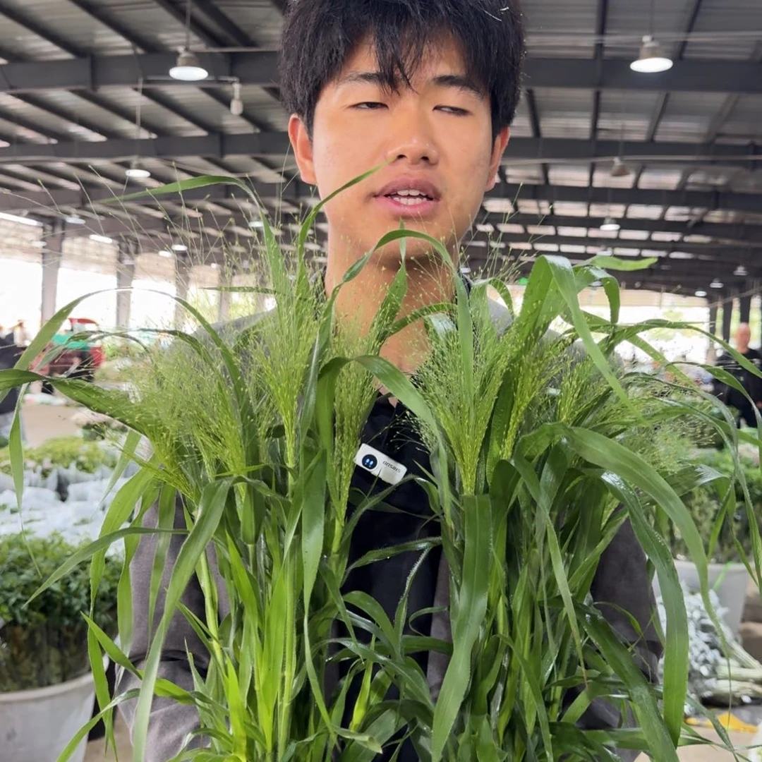 喷泉草5扎包邮价秒杀