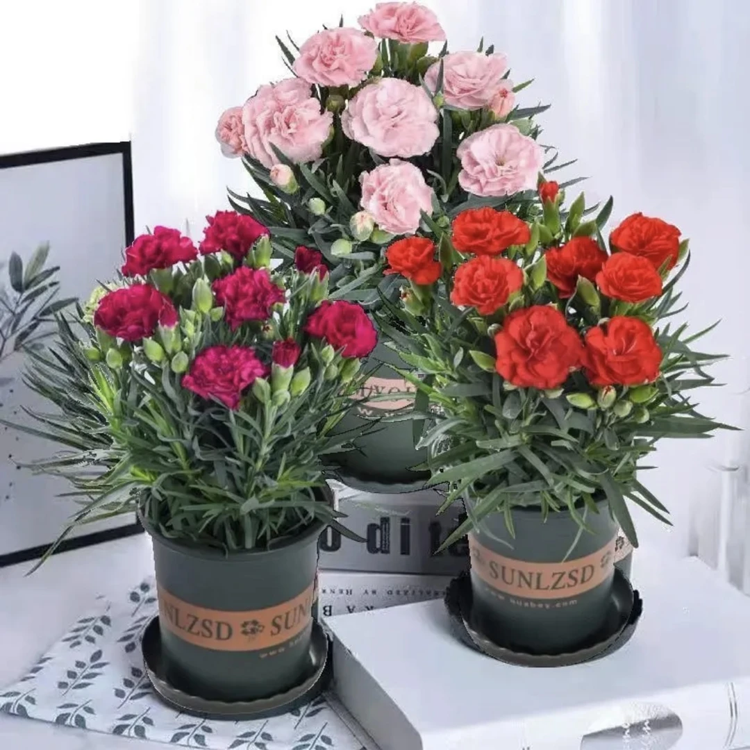 康乃馨带花发货四季开花室内客厅观赏型浓香型花卉鲜花盆栽易成活