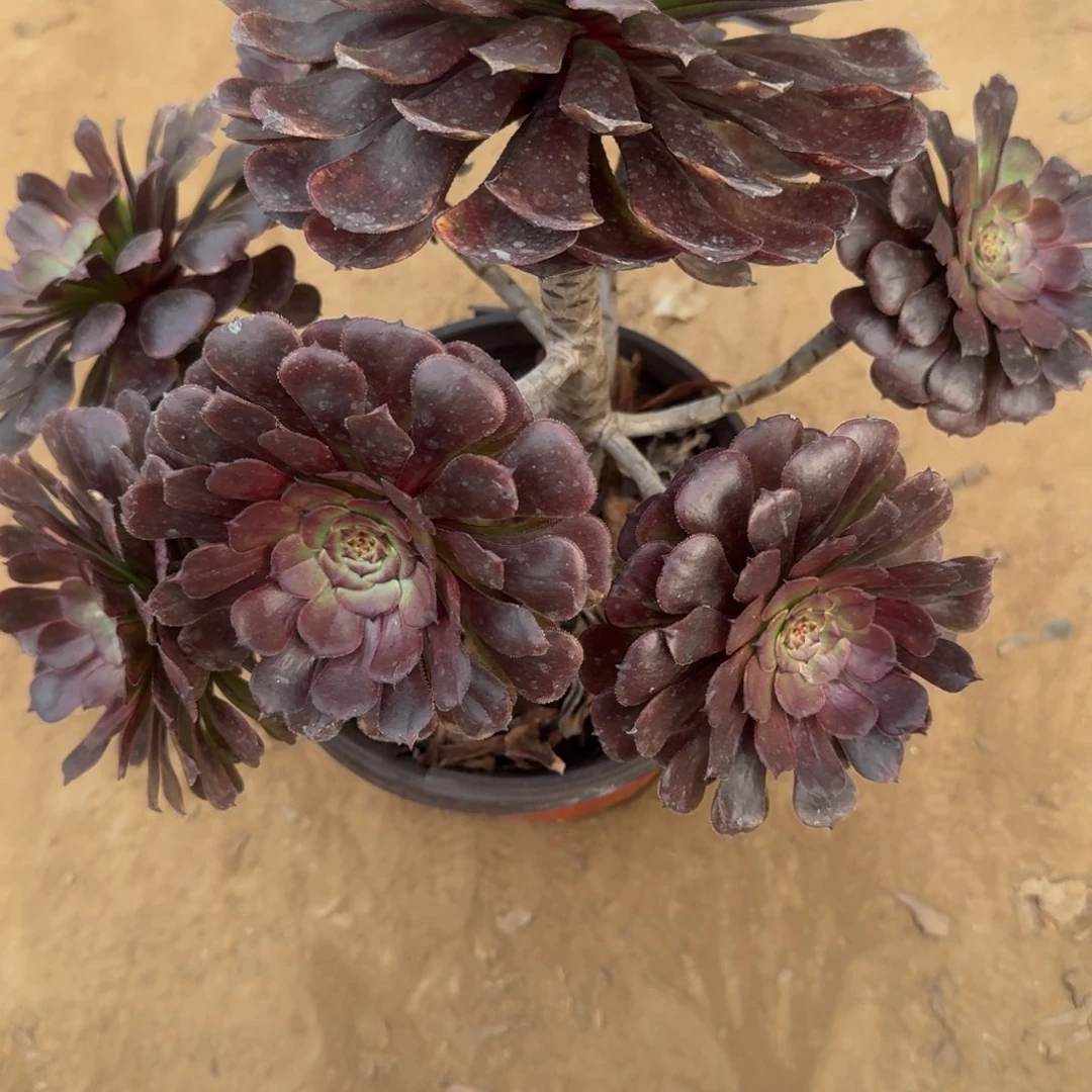 沈*10号逻丽清棚不包损