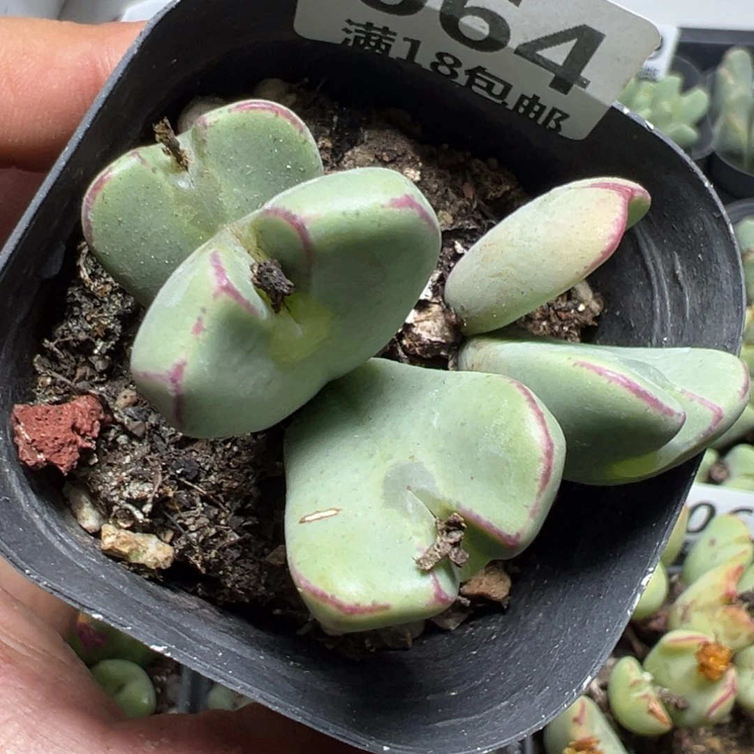 【闪购商品】 064。