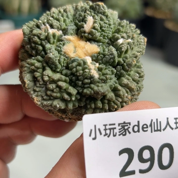 290有根有根 龟甲牡丹