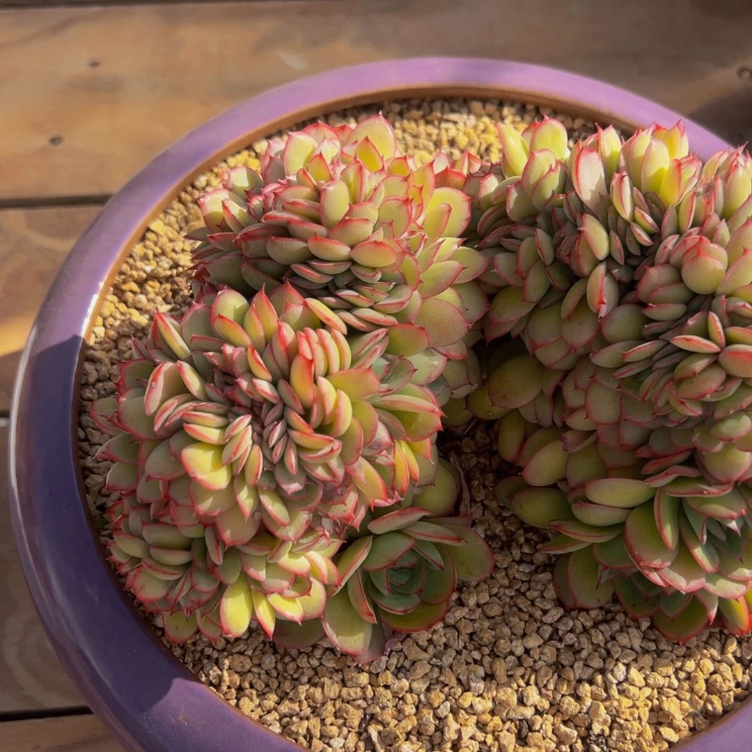 l****牡丹亭缀化一颗