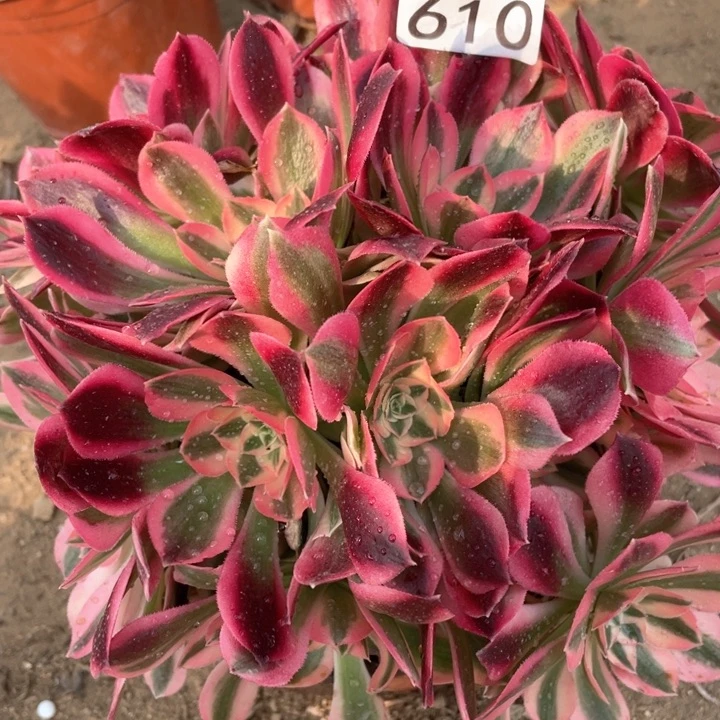 610多肉植物粉女巫