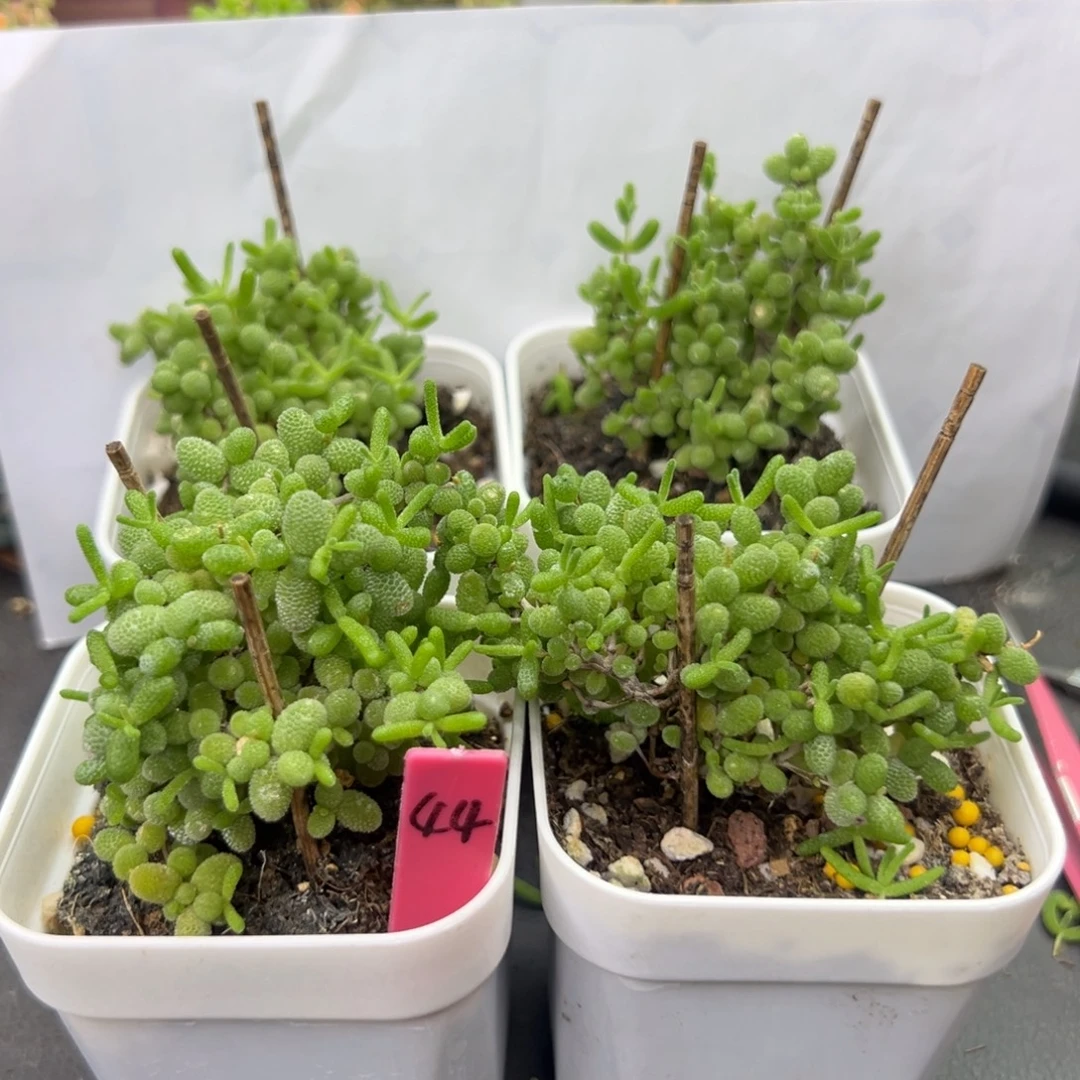 44号链接蜜橘4颗6.5厘米盆