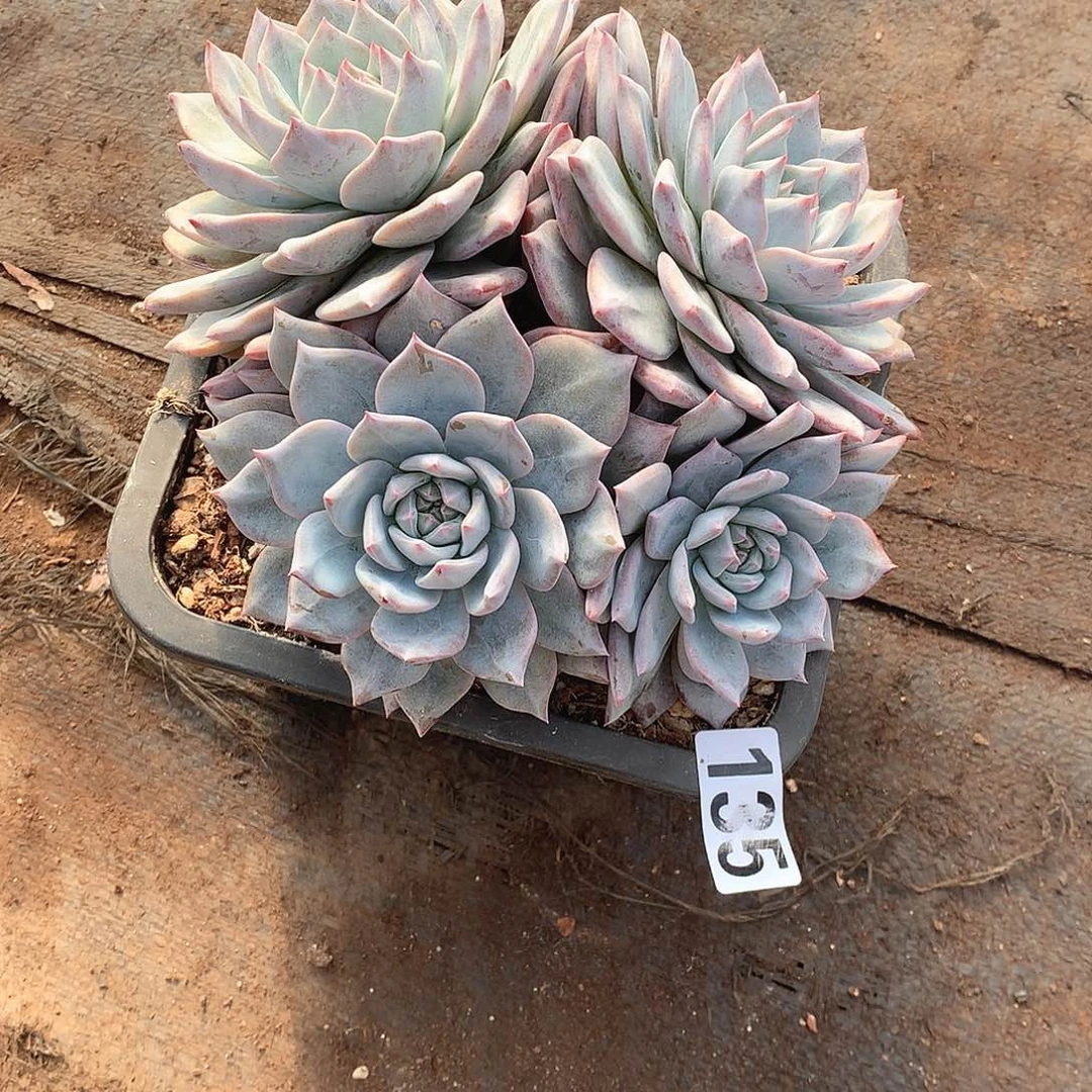 135蓝鸟 一物一拍多肉