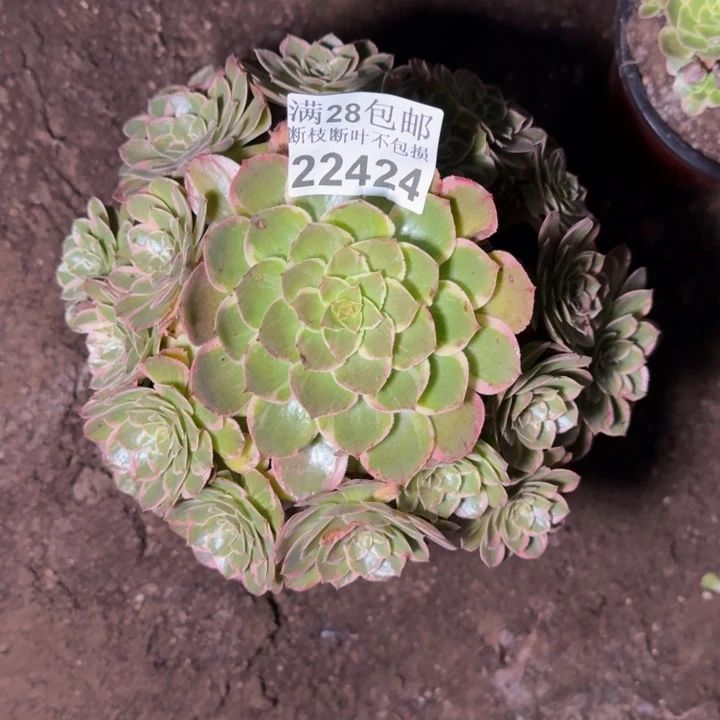 22424莲花座多肉植物