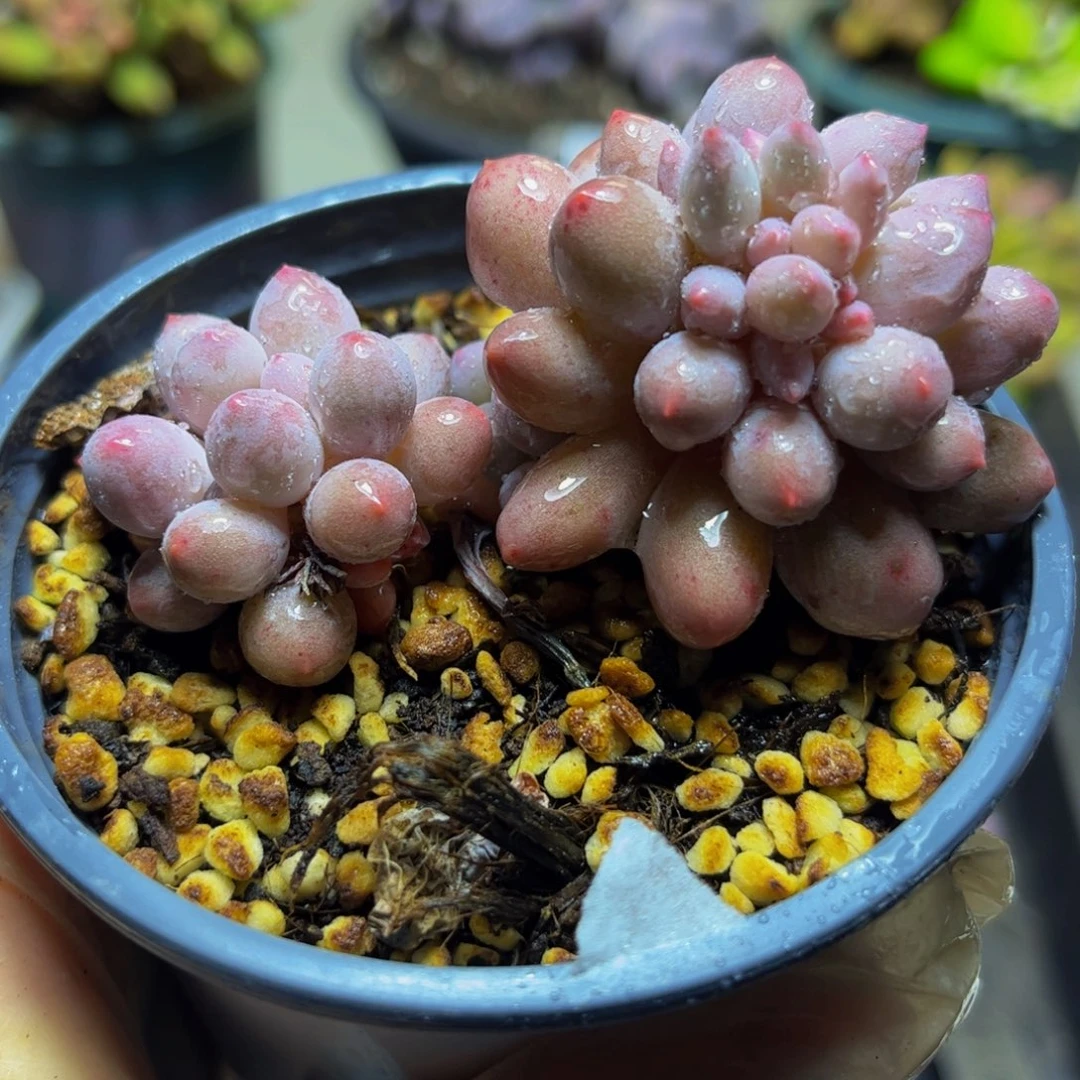 218婴儿手指奶酪7厘米多肉