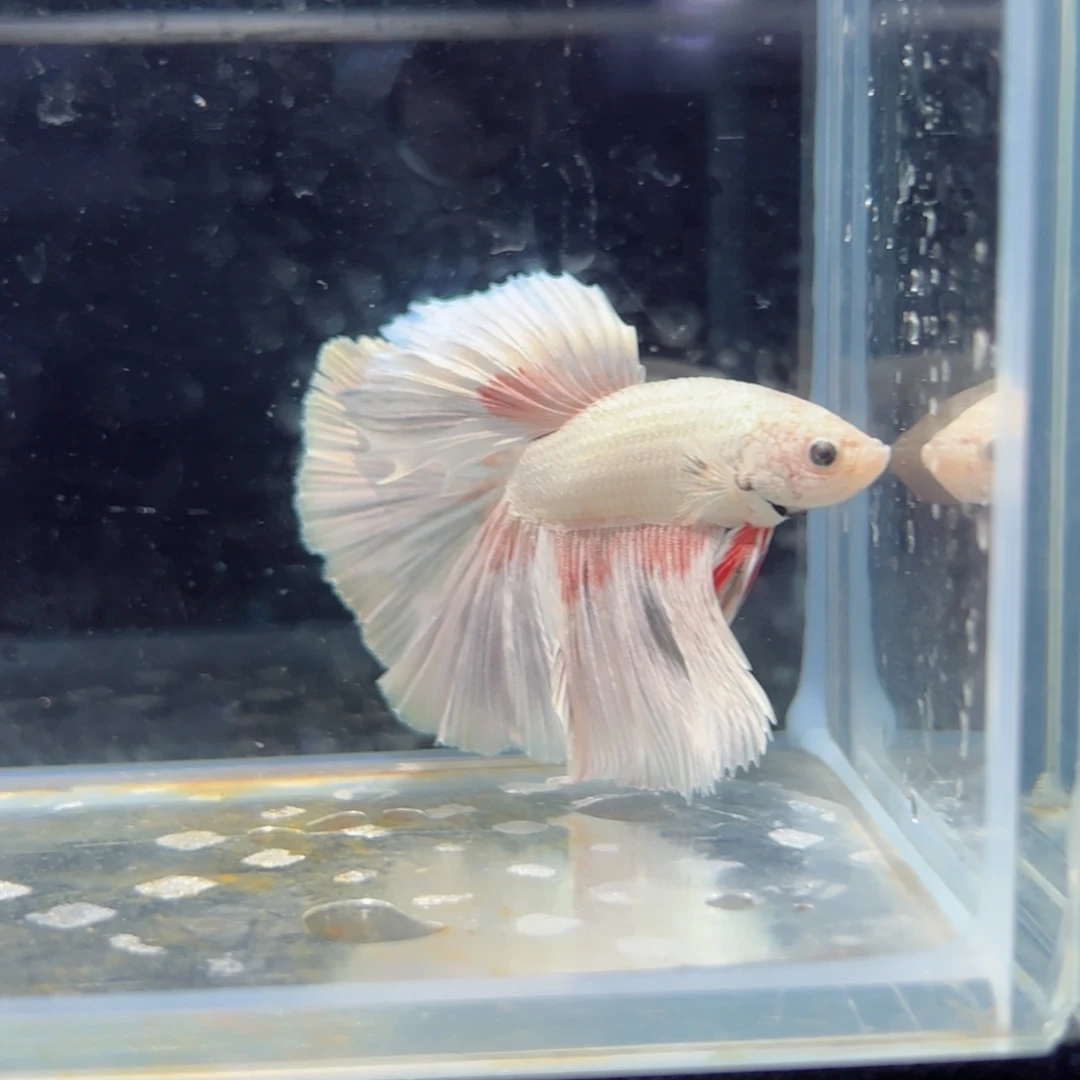 斗鱼浅色特殊尾hhhh