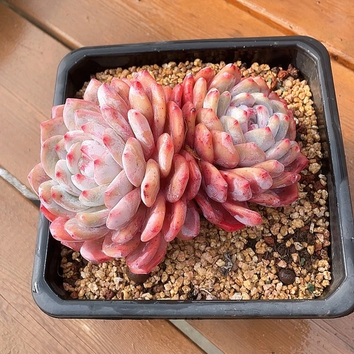 @***呀橙子双头一物一拍