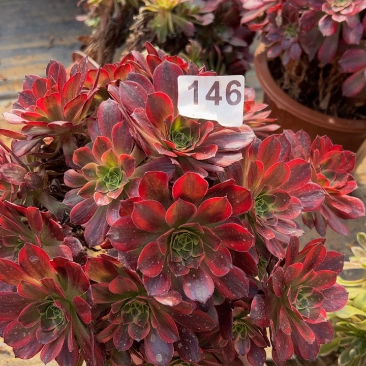 安娜多肉植物146