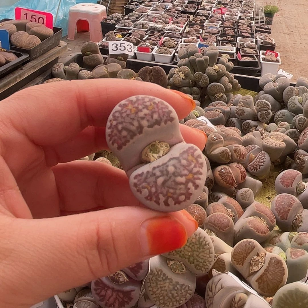 向**行生石花一颗熔岩菊344