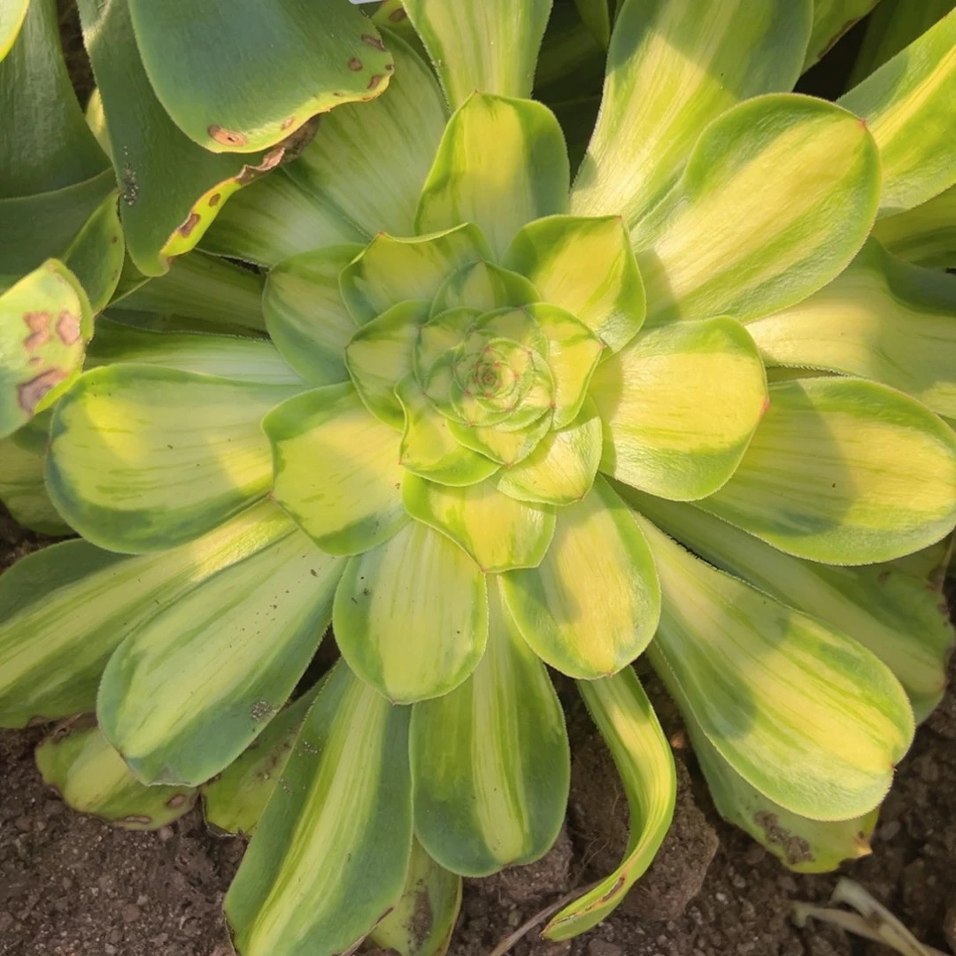 暴君多肉植物215