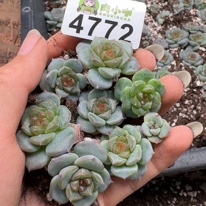多肉植物多肉植物
