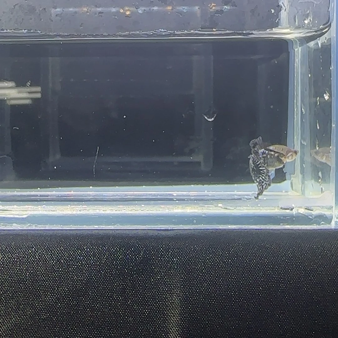 孔雀鱼关注主播可以竞拍