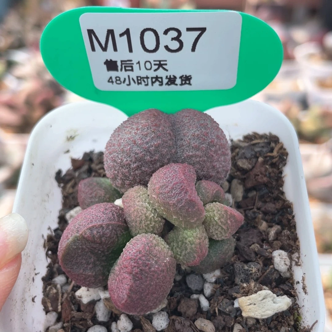 水蜜桃。      1037。
