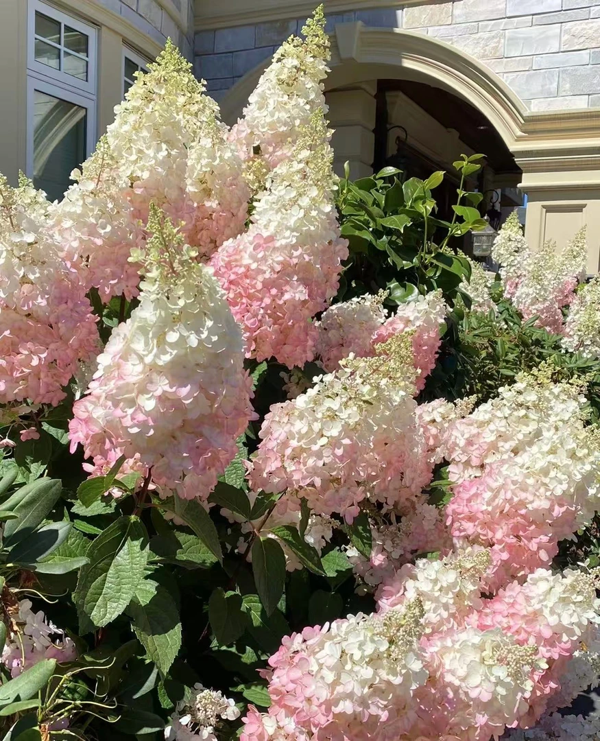 【香草草莓】5加仑 圆锥绣球丛生多年露天苗好养原盆原土基地直发