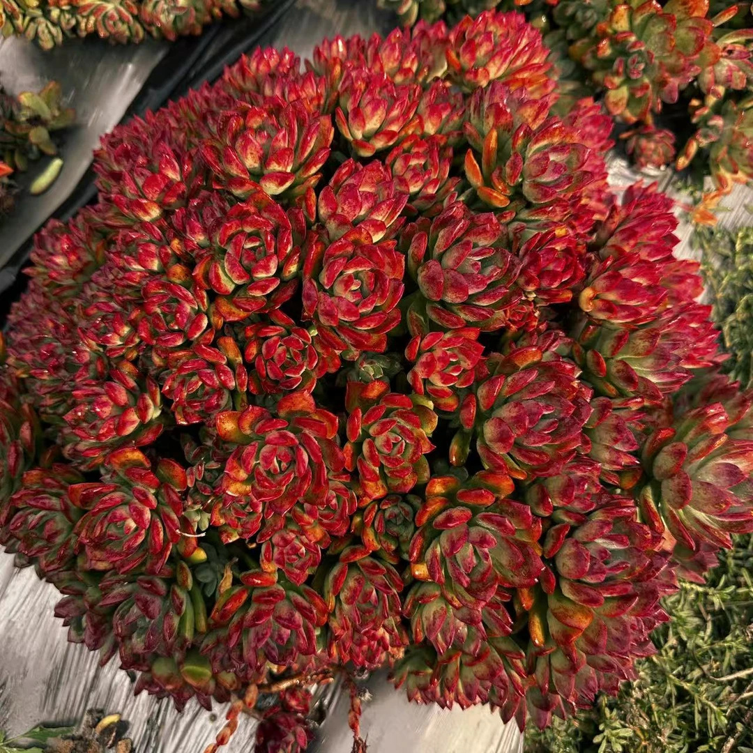 云漫多肉  地栽红稚莲40-45cm 平原 （晾根3-5天发货）