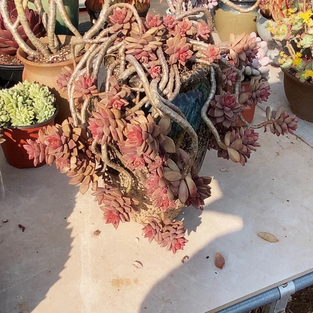 明**里多肉植物非常福利姬胧月