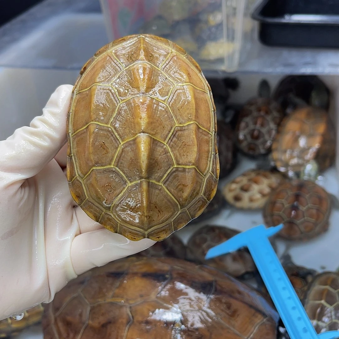 —***—公母搭配中华草龟