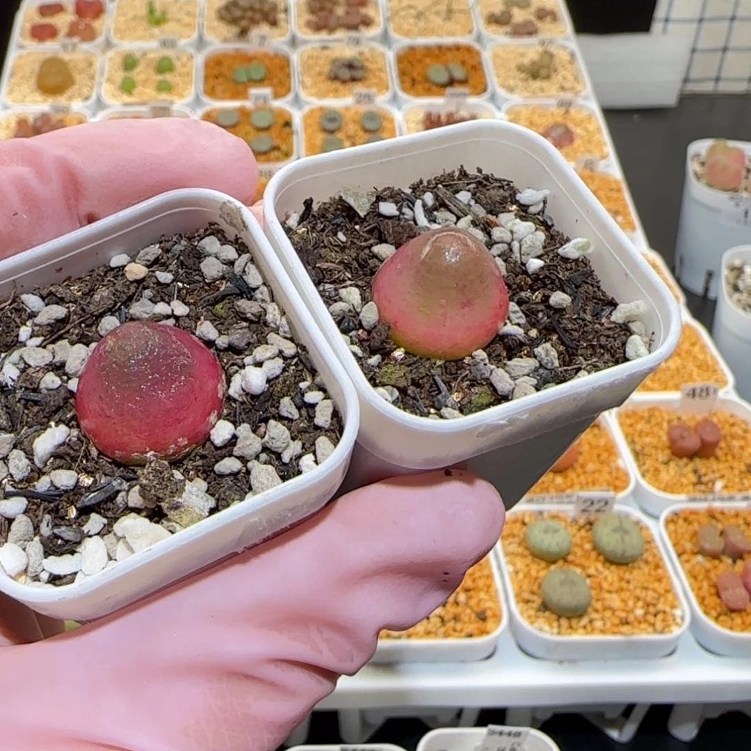 肉锥多肉植物百科-灯泡5