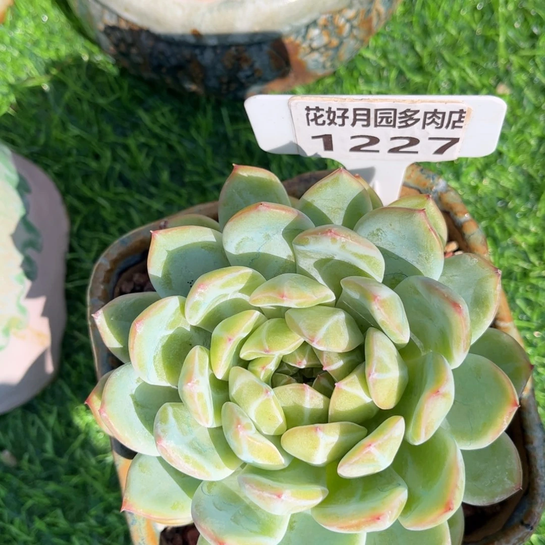 阿***姐多肉植物1227不带盆