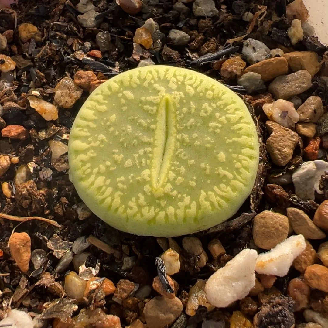 652多肉植物种类多样