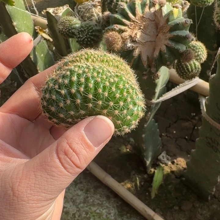 264彩草514.2嫣然缀化无根侧牙6公分左右