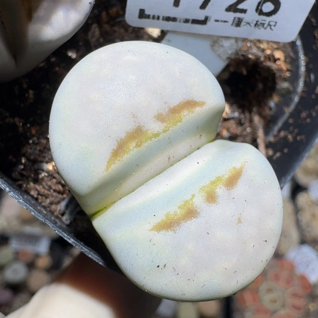 zzzz生石花肉锥1728