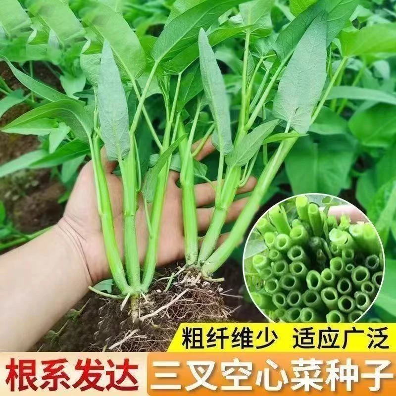 大叶空心菜菜苗三叉带土球发货阳台庭院种菜基地直发春季蔬菜苗
