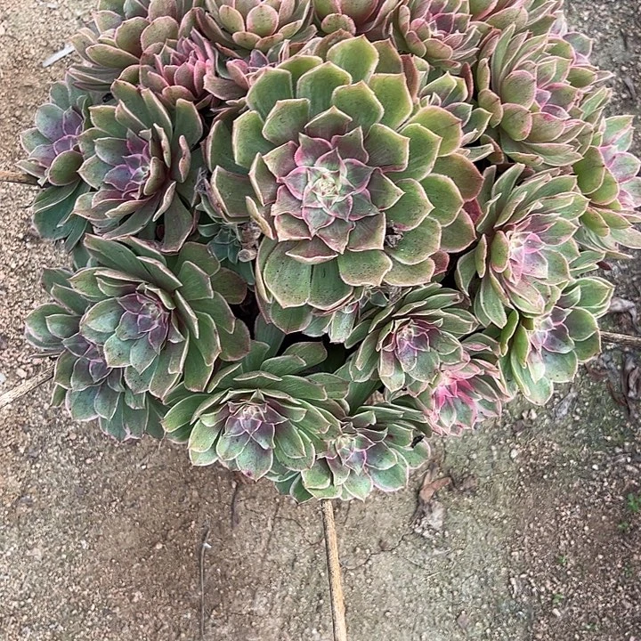 多肉植物莲花座锦…………