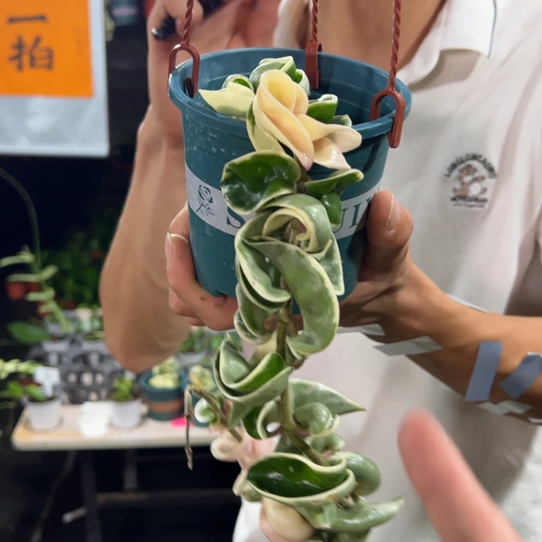 桃***朵无花朵卷叶外锦球兰