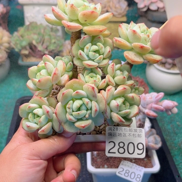 大2809（hscdfgggghh