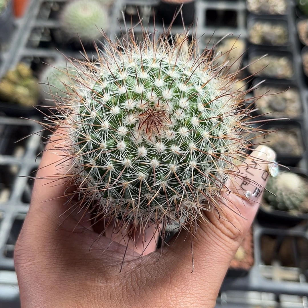 菲秀屿单头发货的