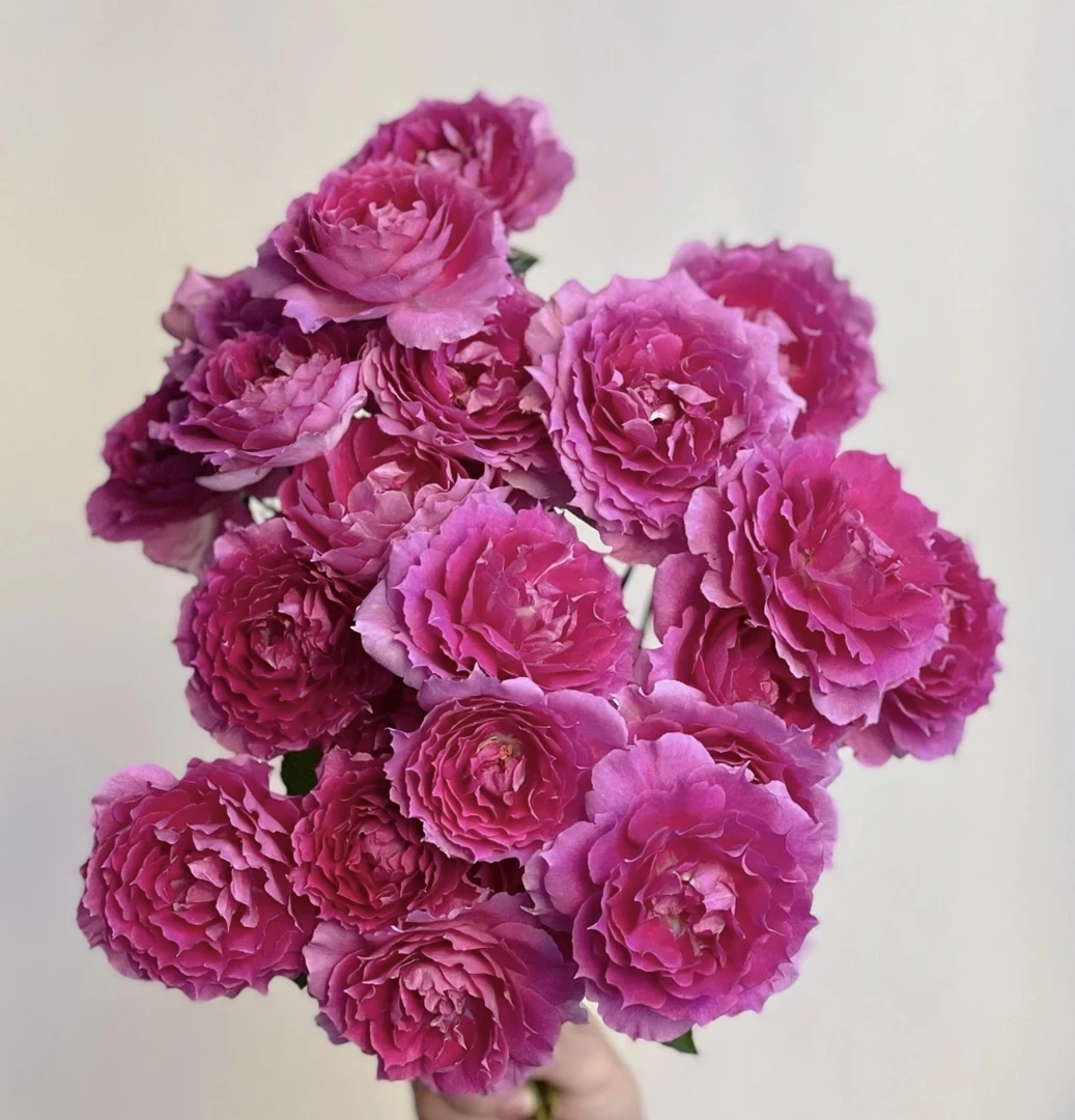 天方夜谭 露天月季盆栽庭院花卉耐寒耐热新手好养带花苞