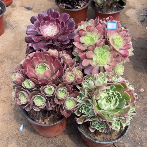 606多肉植物组合