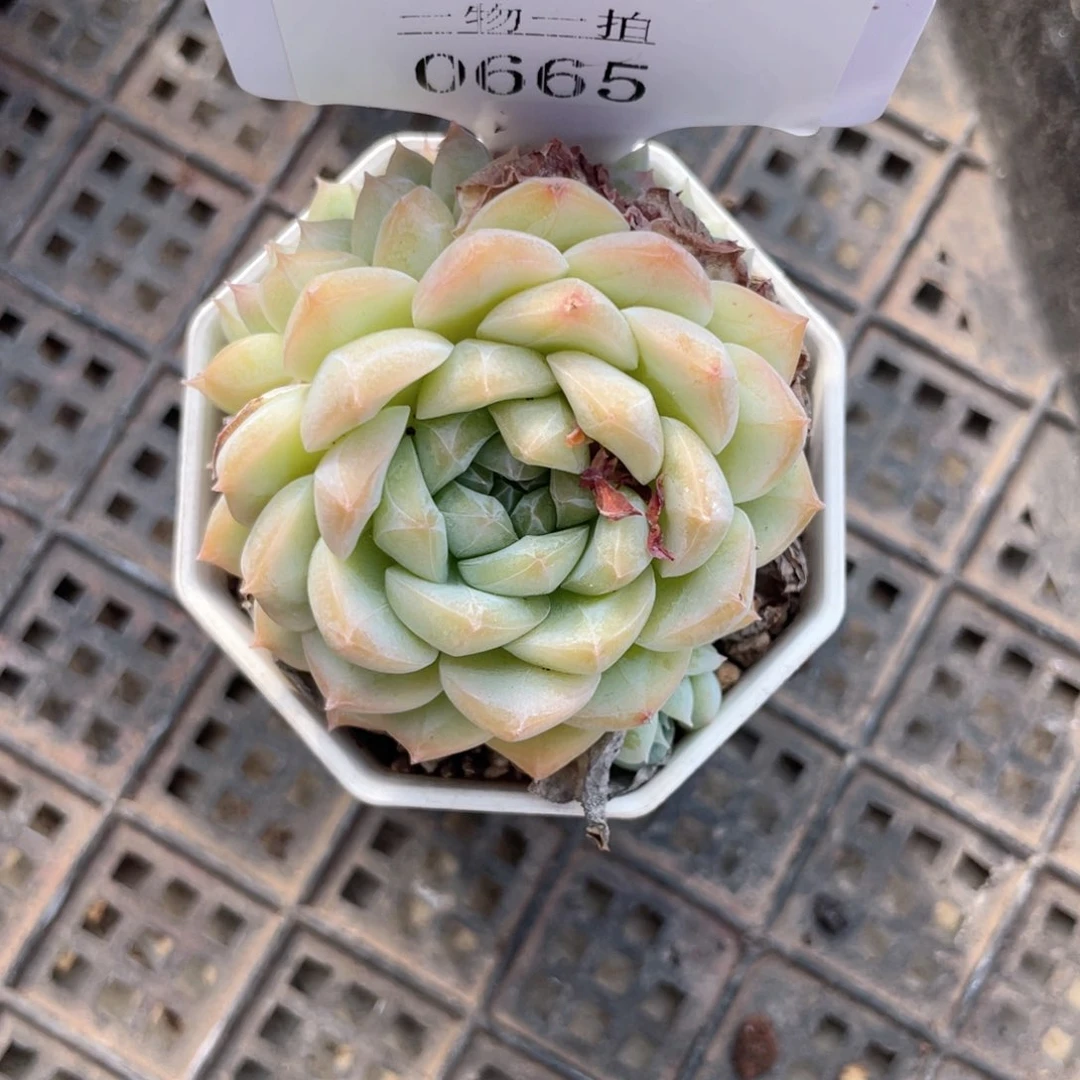 薇薇安园艺多肉0665
