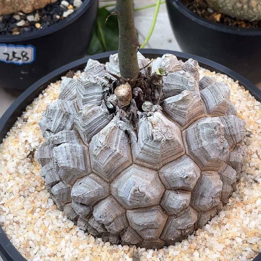 潮流植物剑甲南非龟，12.4公分