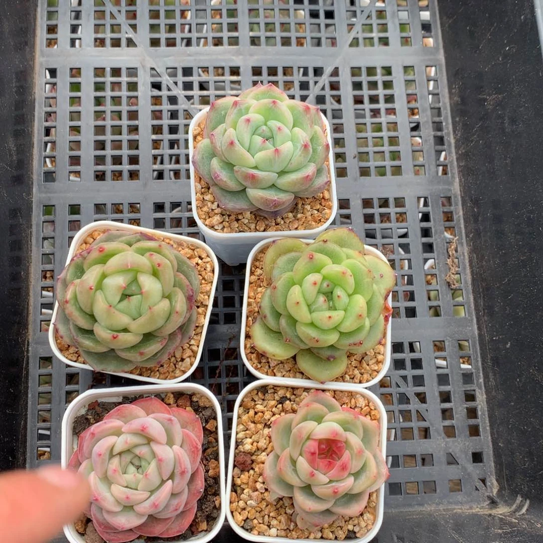 0203-99 珍妮优选5颗