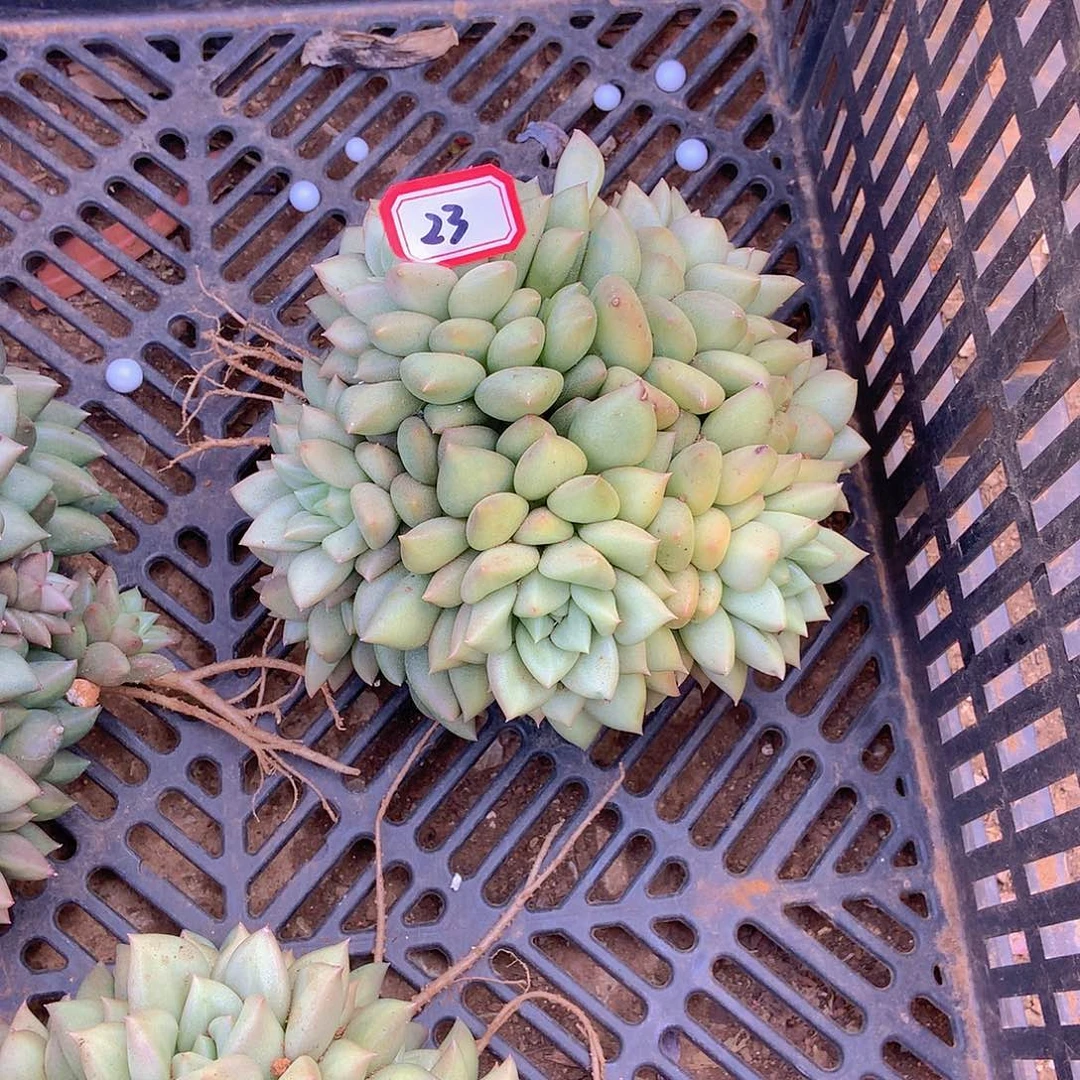 用****杨老三多肉一物一拍家里23象牙