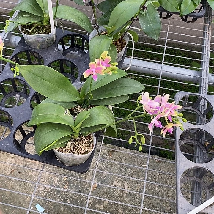 当前无花栽培后可以开花破损金树