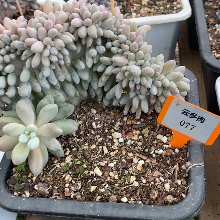 D077- 直播福利 缀化