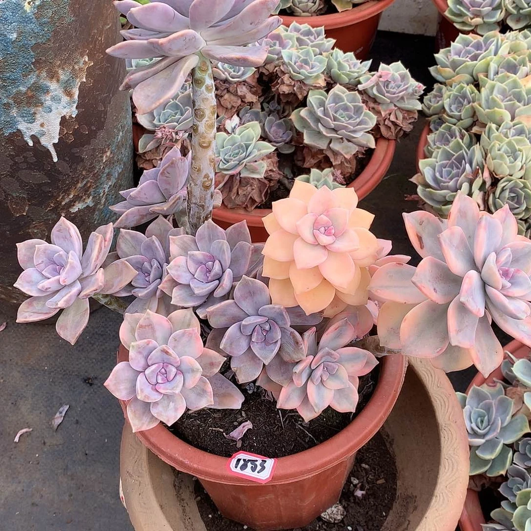 紫乐锦1853晓晓一物一拍