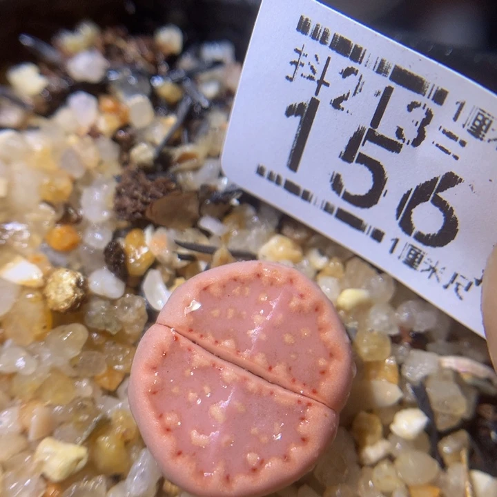 精品生石花213.156