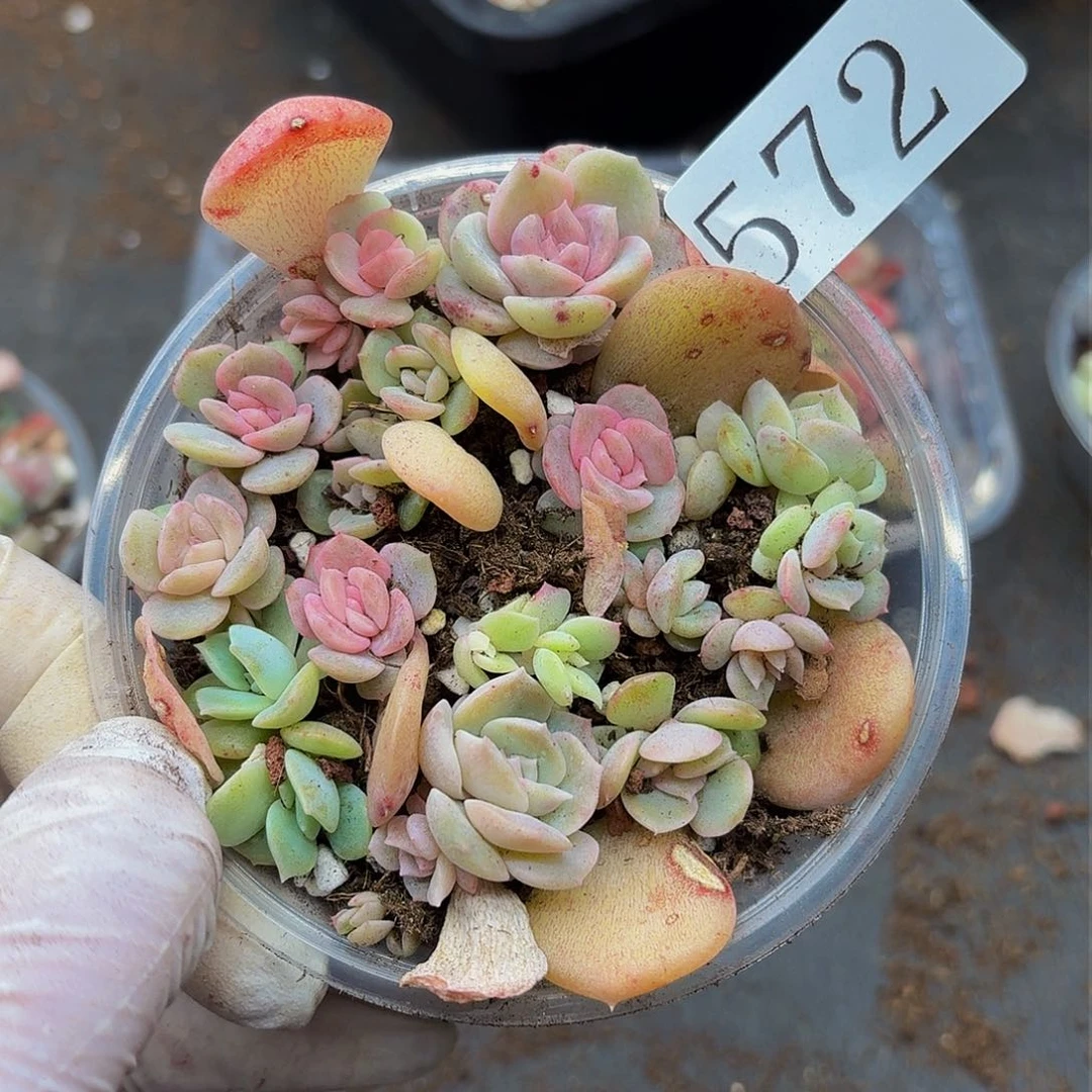 多肉植物多肉植物572