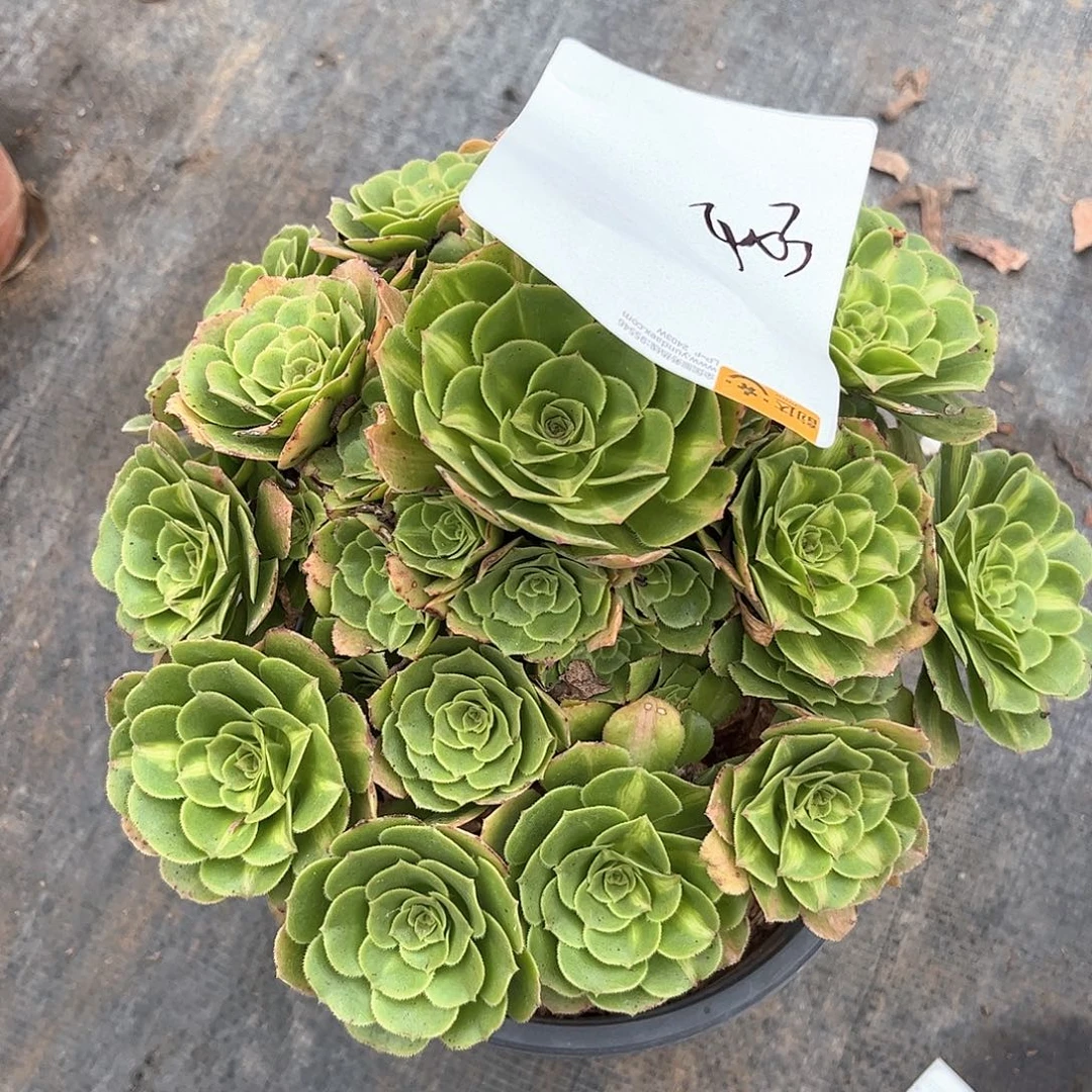 冠***古多肉植物403号多肉植物