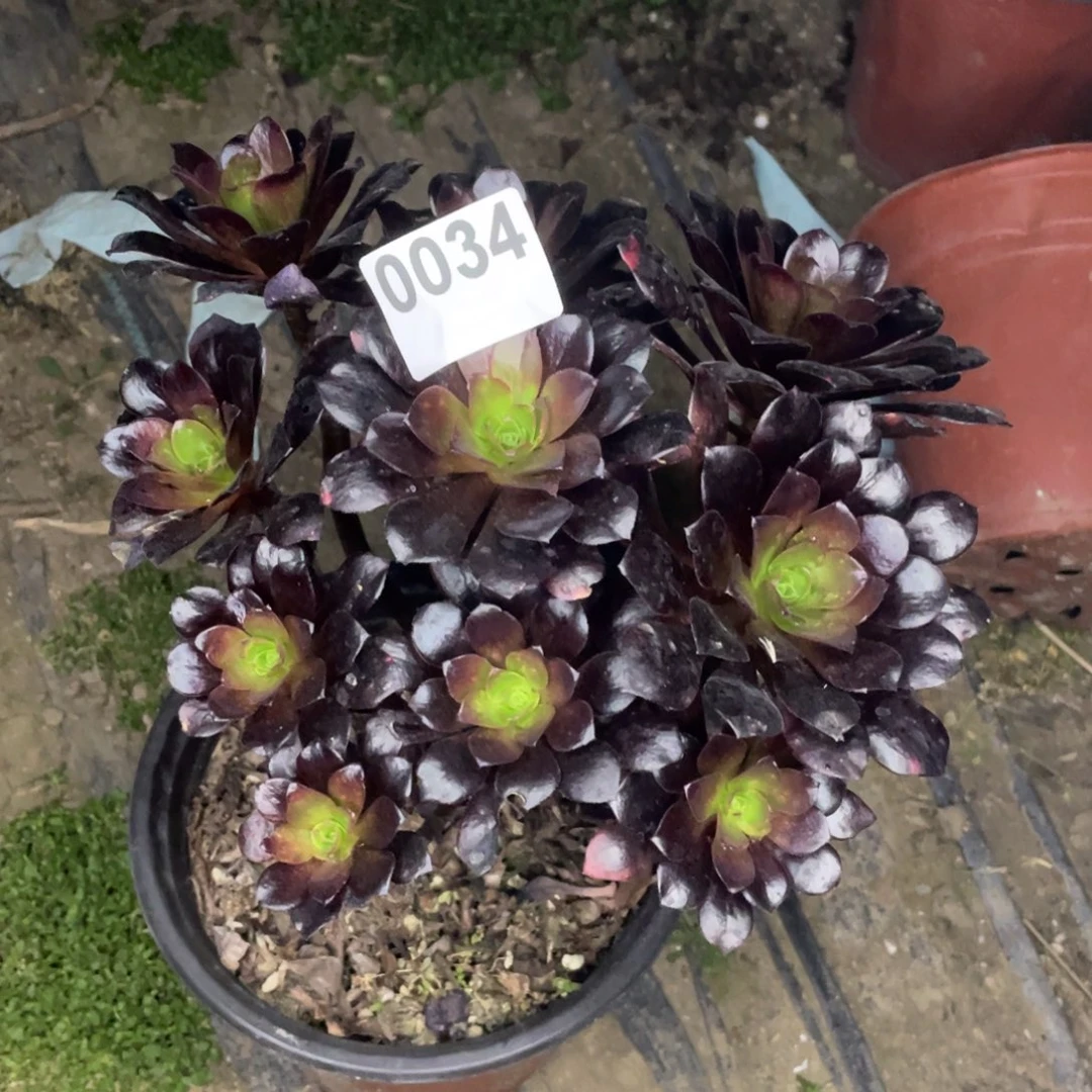 34号欧紫老庄子……