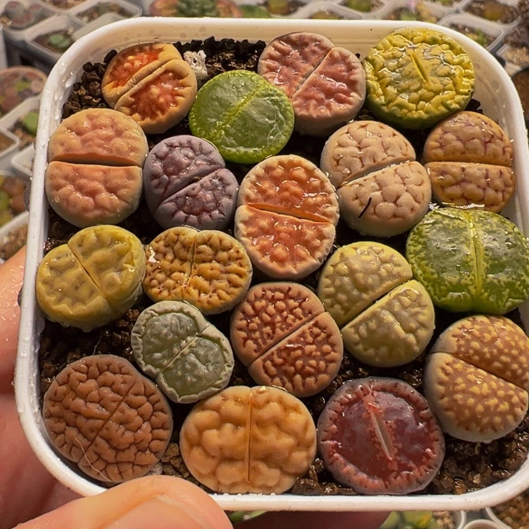 015多肉植物种类多样